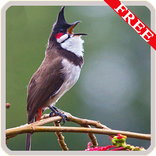 Call Bird Sounds