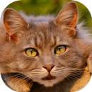 Cat Care Course APK