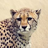 ”Cheetah Sounds
