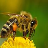 Repelente de abejas y mosquito