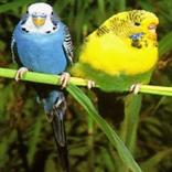 parakeet