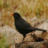 Blackbird Singing