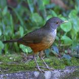 Singing Sabia