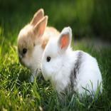 うさぎ