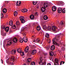 Histologia aplikacja