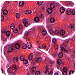 Histology