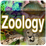zooloji