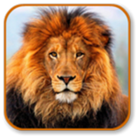 Lion Sounds