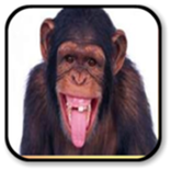 Monkey Sounds