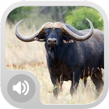 Buffalo Sounds!