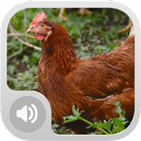 Chicken Sounds!
