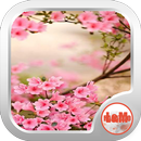 FLORES DE PRIMAVERA HERMOSAS APK