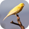 Canary Sound APK