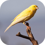 Canary Sound