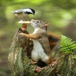 Funny pictures t