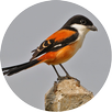 Master Kicau Burung Cendet APK