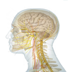Human Anatomy Full APK