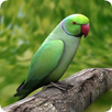 Parrot Guide APK