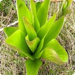 Plant Identification