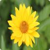 Plant Identification APK