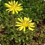 Plant Identification