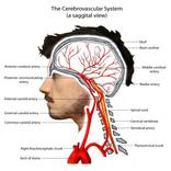 Anatomia umana