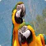 Parrot Suoni