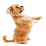 Dog training