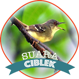 Suara Burung Ciblek