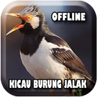 Masteran Jalak Mp3 Offline icon