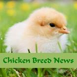 Chicken Breed News