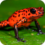 Frog Jump