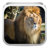 Animal Sounds APK