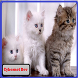 CATS IN CHEAT