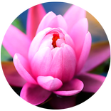 Lilly Voip