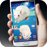 Mouse On Screen Joke Scary