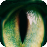 Live Filter Pack - Analog