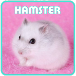 How to Maintain a Hamster