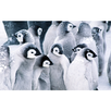 Penguin Mobile-APK