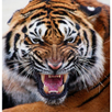 Wb browser APK