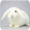Rabbit sounds APK