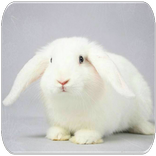 Rabbit sounds