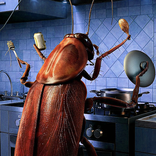 Cockroaches in the kitchen