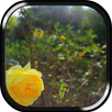 In The Sun Appum™ APK