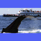 Cape Cod Whale Watch Ptown icon