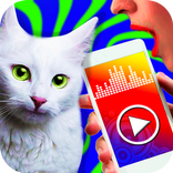 Cat translator - prank app