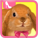 Cute Rabbit Dress Up-APK