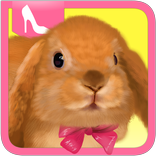 Cute Rabbit Dress Up