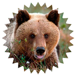 Медведи. Виды медведей.