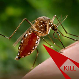 Anti Dengue